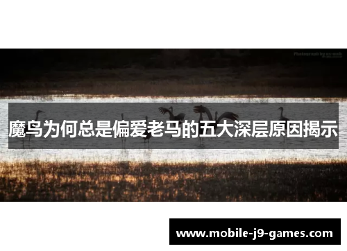 魔鸟为何总是偏爱老马的五大深层原因揭示